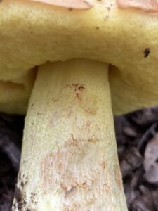 Okker tinóru - Hemileccinum impolitum