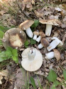 Dióízű galambgomba - Russula heterophylla