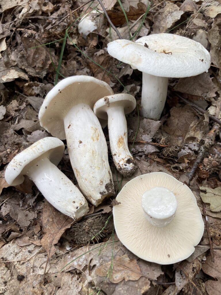Fehértejű keserűgomba - Lactifluus piperatus