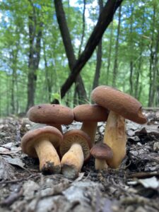 Kenyérgomba - Lactifluus volemus