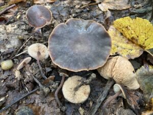 Hamvas uborkagomba - Macrocystidia cucumis