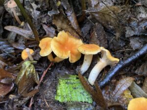 Cantharellus friesii