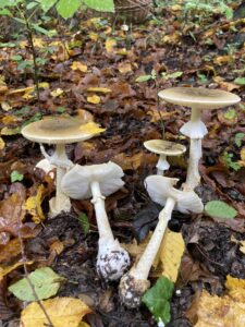 Amanita phalloides - Gyilkos galóca