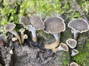 Fodros trombitagomba - Pseudocraterellus undulatus