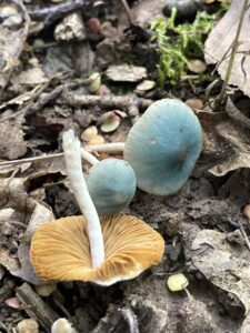 Zöldes tőkegombácska - Pholiotina aeruginosa