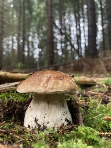 Ízletes vargánya - Boletus edulis