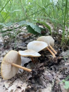 Rozsdásszárú fülőke - Gymnopus dryophilus