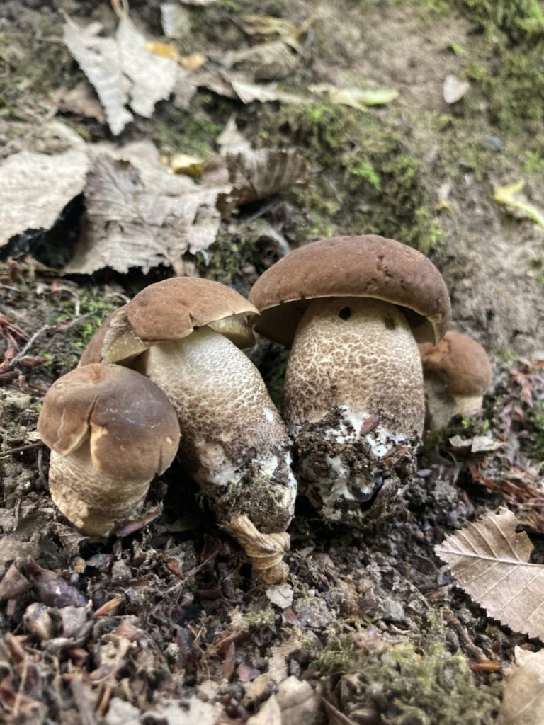 Sötét érdestinóru - Leccinum pseudoscabrum