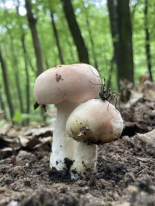 Ráncos galambgomba - Russula vesca