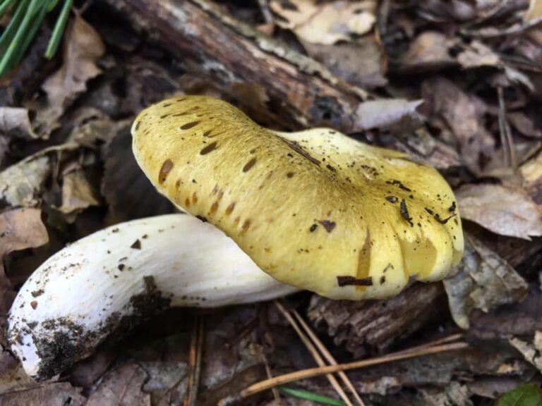 Cirmoskalapú pereszke - Tricholoma sejunctum