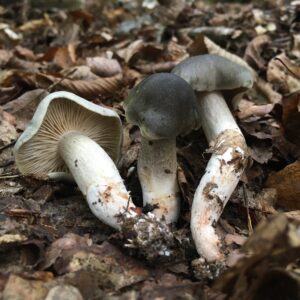 Szappanszagú perszeke - Tricholoma saponaceum