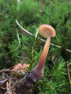Tobozgereben - Auriscalpium vulgare