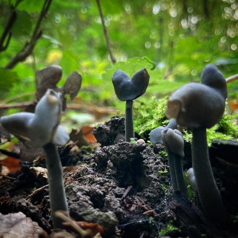 Fekete papsapkagomba - Helvella atra