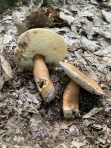 Gesztenyebarna üregestinóru - Gyroporus castaneus