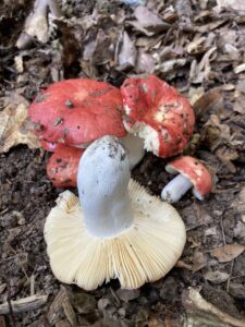 Vörösfoltos csigagomba - Russula rubroalba