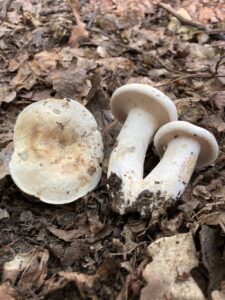 Zöldülőtejű keserűgomba - Lactifluus glaucescens