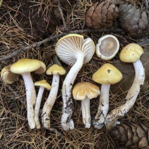 Vörösfenyő-sigagomba - Hygrophorus lucorum