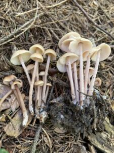 Pelyhestönkű fülőke - Gymnopus confluens