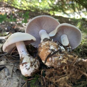 Halványlila pereszke - Lepista glaucocana