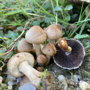 Könnyező szálkásgomba - Lacrymaria lacrymabunda