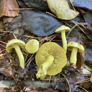 Büdös pereszke - Tricholoma sulphureum