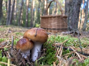 Fehértönkű pókhálósgomba - Cortinarius mucosus