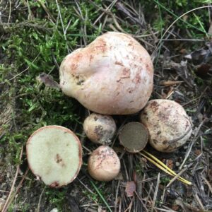 Rózsaszínes istrángospöfeteg - Rhizopogon roseolus