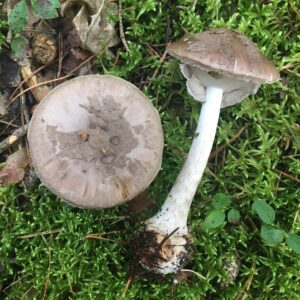 Bíbor galóca - Amanita porphyria