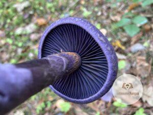 Sötétlila pókhálósgomba - Cortinarius violaceus