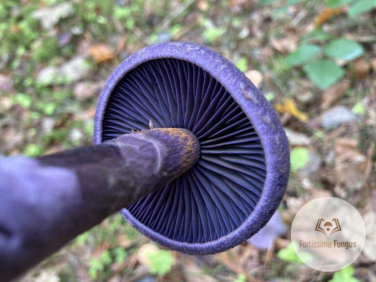 Sötétlila pókhálósgomba - Cortinarius violaceus