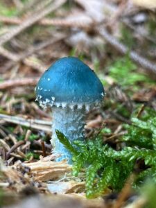 Zöld harmatgomba - Stropharia aeruginosa