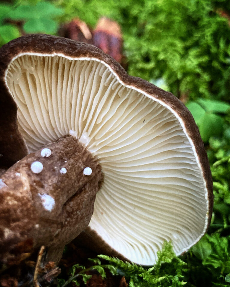 Ráncos tejelőgomba - Lactarius lignyotus