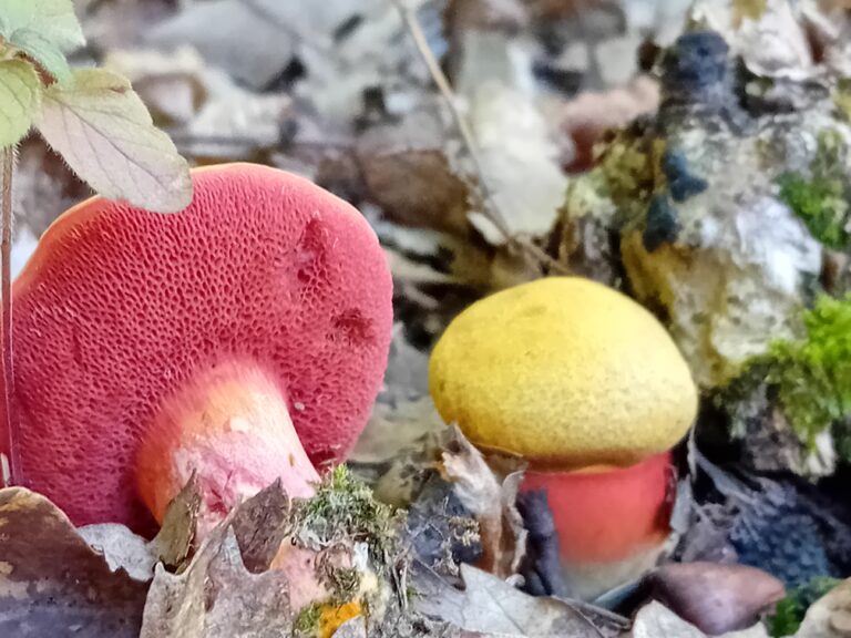 Málnavörös tinóru - Chalciporus rubinus