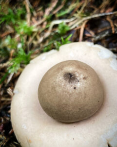 Közönséges csillaggomba - Geastrum fimbriatum