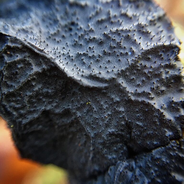 Fekete mirigygomba - Exidia glandulosa