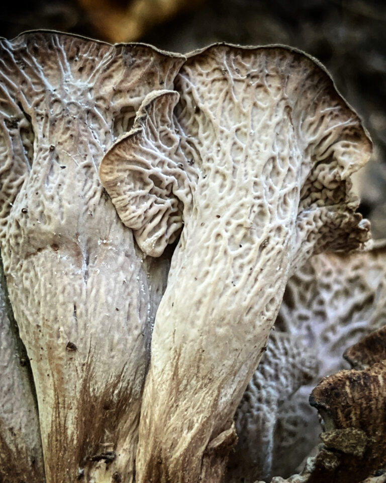 Szürke rókagomba - Craterellus cinereus