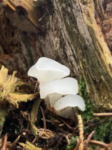 Kocsonyás álgereben - Pseudohydnum gelatinosum