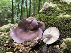 Ibolyás pereszke - Calocybe ionides