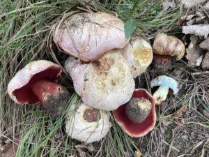 Bíbor tinóru - Rubroboletus rhodoxanthus