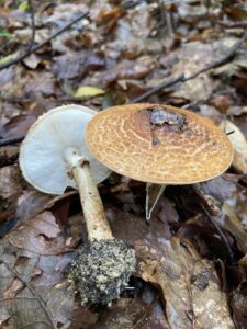 Tüskés őzlábgomba - Echinoderma asperum