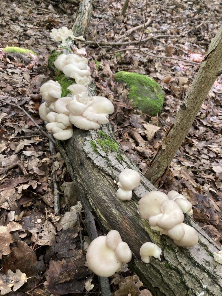 Nyári laskagomba - Pleurotus pulmonarius