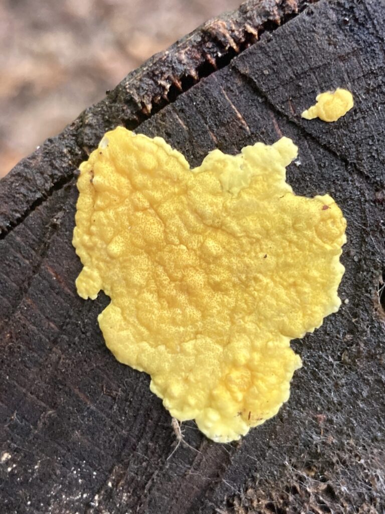 Sárga zselégomba - Hypocrea citrina