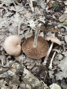 Gyapjaslábú fülőke - Gymnopus peronatus