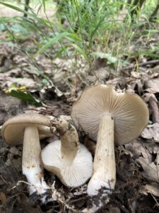 Széleslemezű fülőke - Megacollybia platyphylla