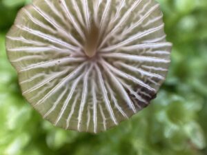 Bíborélű kígyógomba - Mycena purpureofusca