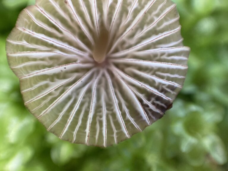 Bíborélű kígyógomba - Mycena purpureofusca