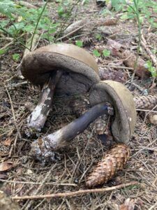 Sötét tinóru - Porphyrellus porphyrosporus
