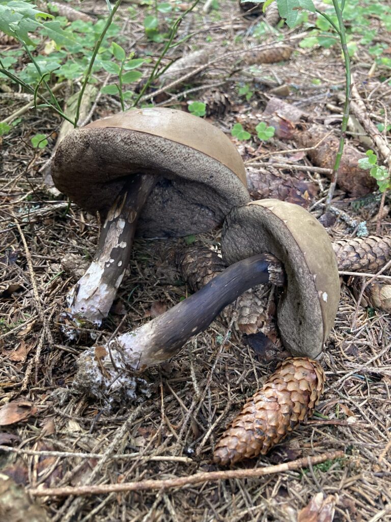 Sötét tinóru - Porphyrellus porphyrosporus