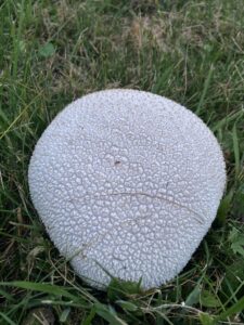 Pikkelyes pöfeteg - Lycoperdon utriforme