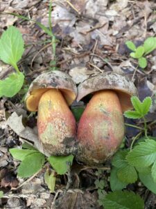 Rózsáskalapú tinóru - Rubroboletus legaliae